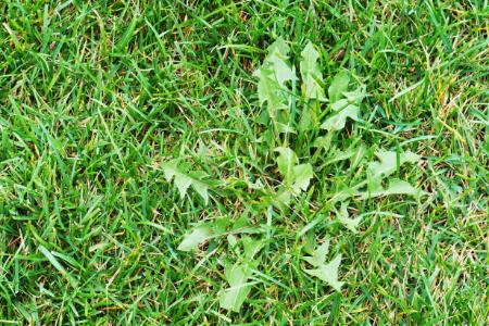 Why Preventative Weed Control is Essential for a Healthy Lawn